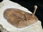 Stalked Eyed Asaphus Kowalewskii Trilobite #6460-3